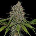 Frosted Guava (Zamnesia Seeds) Feminiserede