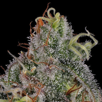 Frosted Guava (Zamnesia Seeds) Feminiserede
