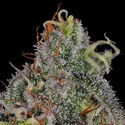 Frosted Guava (Zamnesia Seeds) Feminiserede