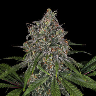 Frosted Guava (Zamnesia Seeds) Feminiserede