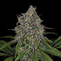 Frosted Guava (Zamnesia Seeds) Feminiserede