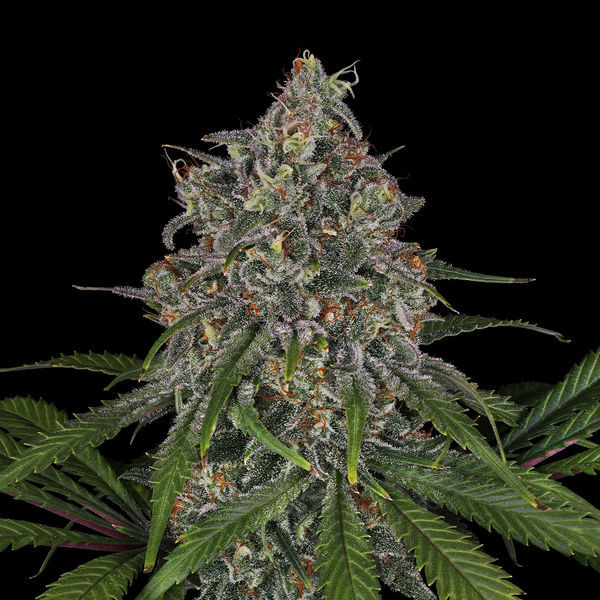 Frosted Guava (Zamnesia Seeds) Feminiserede