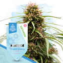 Frosted Guava Autoflower (Zamnesia Seeds) Feminiserede