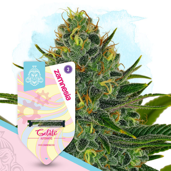 Gelato Autoflower (Zamnesia Seeds) Feminiserede
