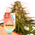 Sunset Sherbet (Zamnesia Seeds) Feminiserede