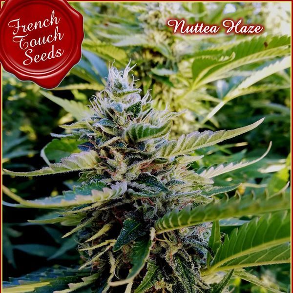 Nuttea Haze (French Touch Seeds) Feminiserede