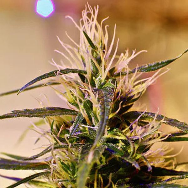 Beldia (French Touch Seeds) Regulær