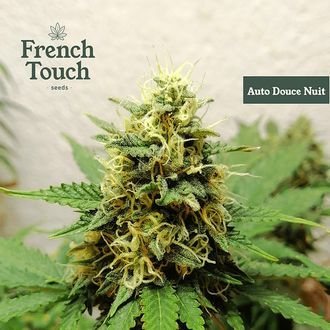 Auto Douce Nuit (French Touch Seeds) Feminiserede