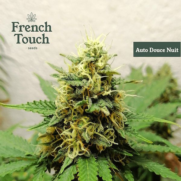 Auto Douce Nuit (French Touch Seeds) Feminiserede