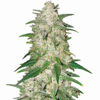 Gelato Auto (Nirvana) Feminiserede