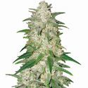 Gelato Auto (Nirvana) Feminiserede