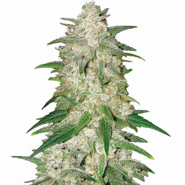 Gelato Auto (Nirvana) Feminiserede