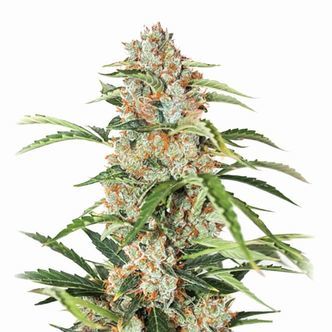Orange Bud Auto (Nirvana) feminiserede