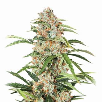 Orange Bud Auto (Nirvana) Feminiserede