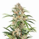 Orange Bud Auto (Nirvana) Feminiserede