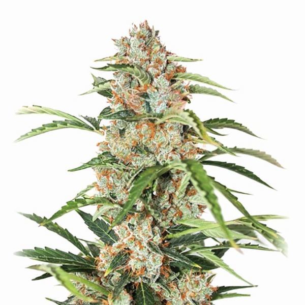 Orange Bud Auto (Nirvana) Feminiserede
