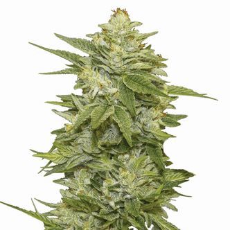 GG-48 (Nirvana Seeds) Feminiserede cannabisfr&oslash;