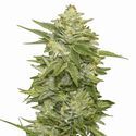 GG-48 (Nirvana) Feminiserede