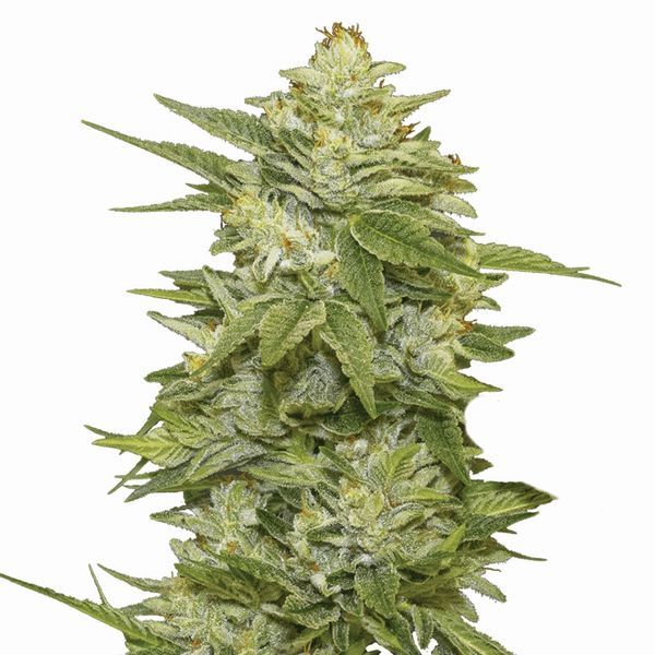 GG-48 (Nirvana) Feminiserede