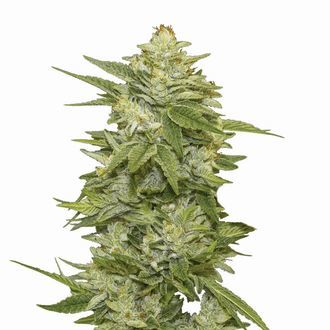 GG-48 Auto (Nirvana) Feminiserede