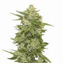 GG-48 Auto (Nirvana) Feminiserede