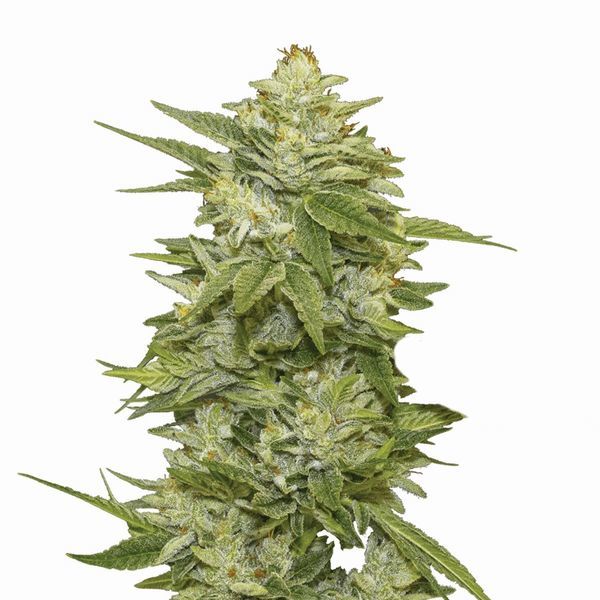 GG-48 Auto (Nirvana) Feminiserede