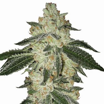 Aurora Indica Auto (Nirvana) feminiseret