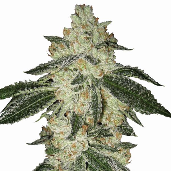 Aurora Indica Auto (Nirvana) Feminiserede
