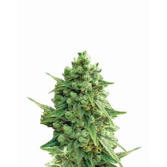 Hawaii Maui Waui Auto (Nirvana) feminiserede cannabisfr&oslash;