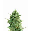 Hawaii Maui Waui Auto (Nirvana) Feminiserede