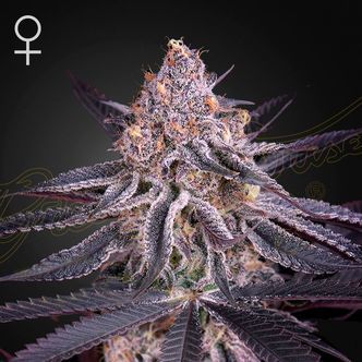 King's Juice (Greenhouse Seeds) Feminiserede