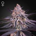 King's Juice (Greenhouse Seeds) Feminiserede