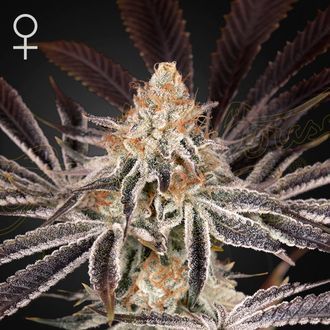 Dark Phoenix (Greenhouse Seeds) Feminiserede