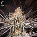 Dark Phoenix (Greenhouse Seeds) Feminiserede