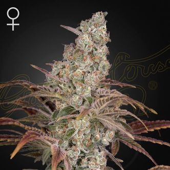 Jack's Dream (Greenhouse Seeds) Feminiserede