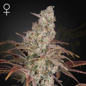 Jack's Dream (Greenhouse Seeds) Feminiserede