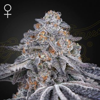 Velvet Moon (Greenhouse Seeds) feminiserede cannabisfr&oslash;