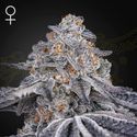Velvet Moon (Greenhouse Seeds) Feminiserede