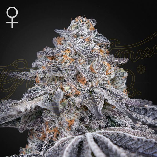 Velvet Moon (Greenhouse Seeds) Feminiserede