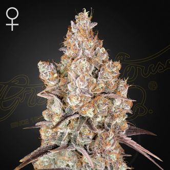 Holy Snow (Greenhouse Seeds) feminiserede