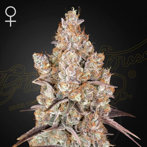 Holy Snow (Greenhouse Seeds) Feminiserede