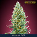 Amnesia Fast (Advanced Seeds) Feminiserede