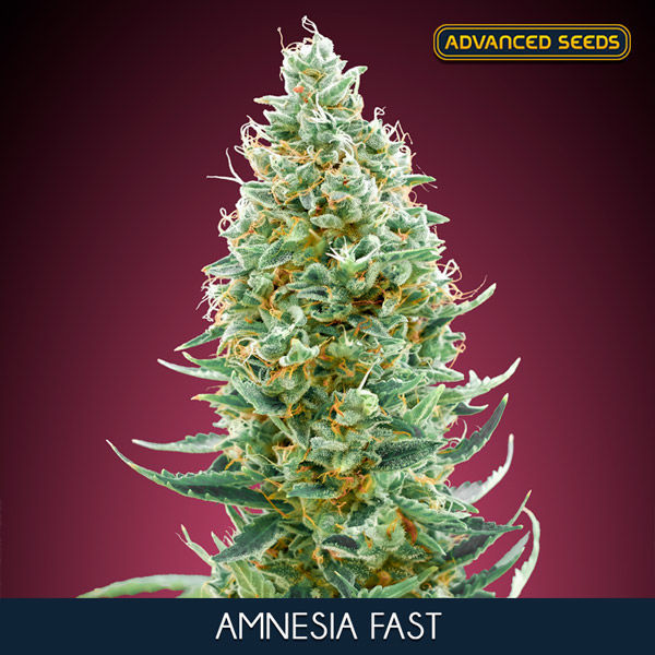 Amnesia Fast (Advanced Seeds) Feminiserede