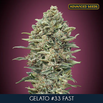 Gelato 33 Fast (Advanced Seeds) feminiserede cannabisfr&oslash;