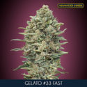 Gelato 33 Fast (Advanced Seeds) Feminiserede
