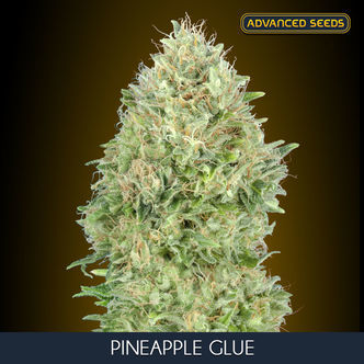 Pineapple Glue (Advanced Seeds) feminiserede cannabisfr&oslash;