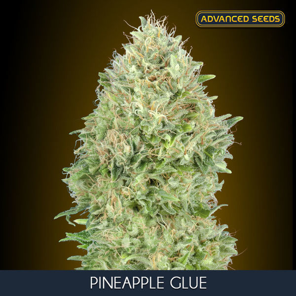 Pineapple Glue (Advanced Seeds) Feminiserede