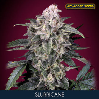 Slurricane (Advanced Seeds) feminiserede cannabisfr&oslash;