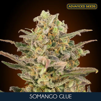 Somango Glue (Advanced Seeds) Feminiserede