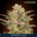 Somango Glue (Advanced Seeds) Feminiserede